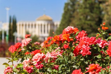 View of the presidential palace in Dushanbe through flowers of t clipart