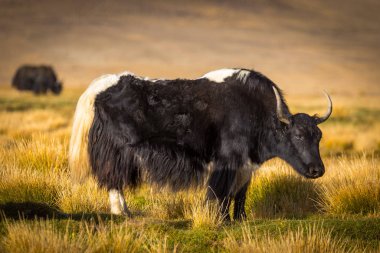 Pamir Dağları 'ndaki çayırlarda vahşi bir öküz.