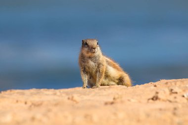 Yer sincabı okyanus kıyısındaki ıssız bir plaja yakın.