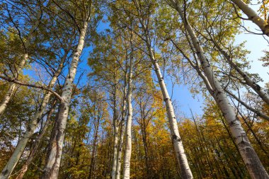 Kafkas Dağları 'ndaki Birch Ormanı