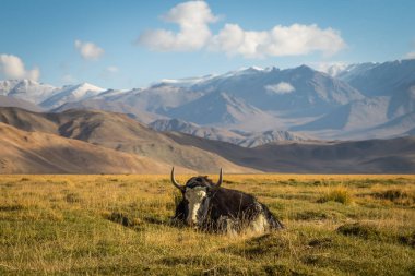 Pamir Dağları 'ndaki çayırlarda vahşi bir öküz.