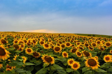 Kafkasya 'da mavi gökyüzünün arka planında bitmeyen ayçiçeği tarlası