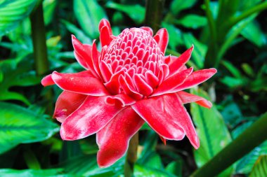 Asya bahçesinde parlak bir orkide