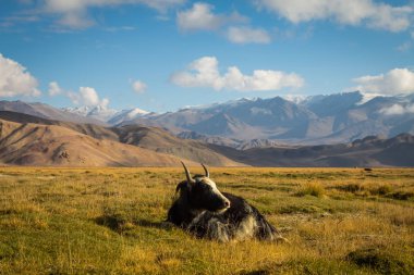 Pamir Dağları 'ndaki çayırlarda vahşi bir öküz.