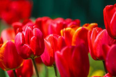 Güneşli bir günde baharda çayırda kırmızı laleler