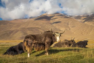 Pamir Dağları 'ndaki çayırlarda vahşi bir öküz.