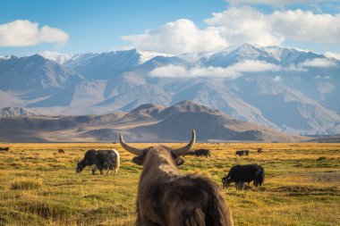 Pamir Dağları 'ndaki çayırlarda vahşi bir öküz.
