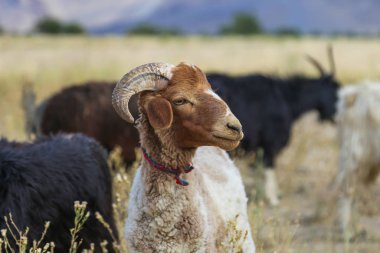 Pamir Dağlarında Bir Dağ Keçisi Portresi