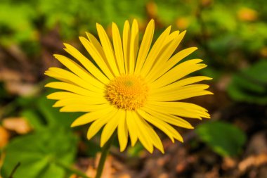 Ormanda ilkbahar sarı çiçekleri