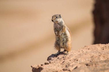 Yer sincabı okyanus kıyısındaki bir kayanın üzerinde duruyor.