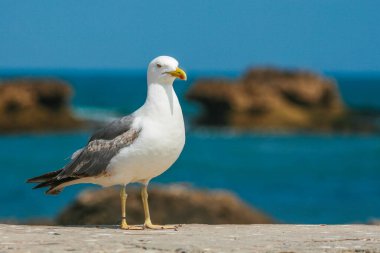 Martı, antik kalenin duvarlarına yaklaşıyor.