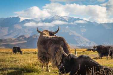 Pamir Dağları 'ndaki çayırlarda vahşi bir öküz.
