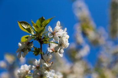 Arka planda kiraz çiçekleri, mavi gökyüzü.