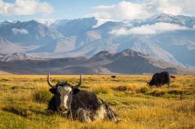 Pamir Dağları 'ndaki çayırlarda vahşi bir öküz.