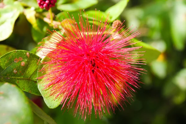 Flor Exótica Esponjosa Jardín Exótico —  Fotos de Stock