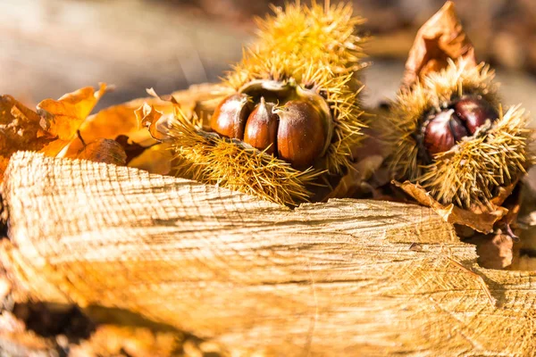 Forest chestnuts on autumn foliage — Stock Photo, Image