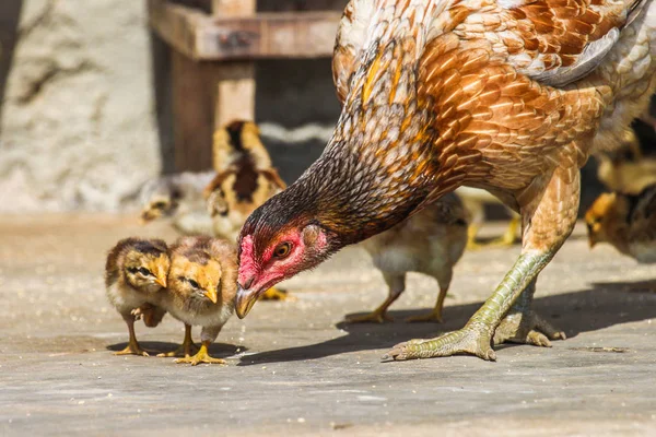 the chickens family  on the backyard of a village house