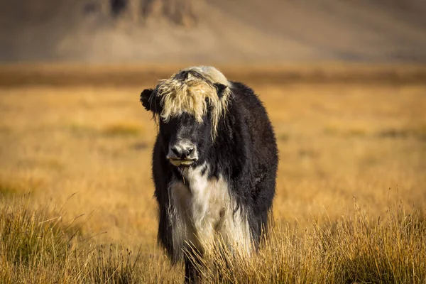 Pamir Dağları 'ndaki çayırlarda vahşi bir öküz.