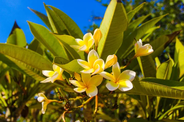 Nahaufnahme Von Plumeria Blumen Vietnam Tropische Pflanzen — Stockfoto