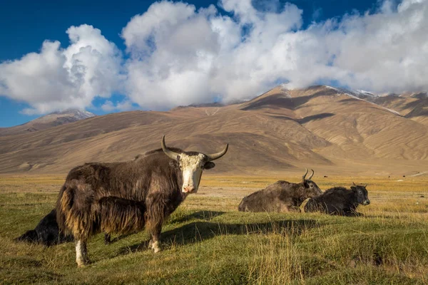 Άγριο γιακ σε βοσκότοπους στα όρη Pamir — Φωτογραφία Αρχείου