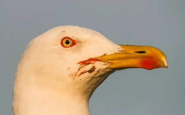 seagull\'s head close-up at sunset on the walls of the medina