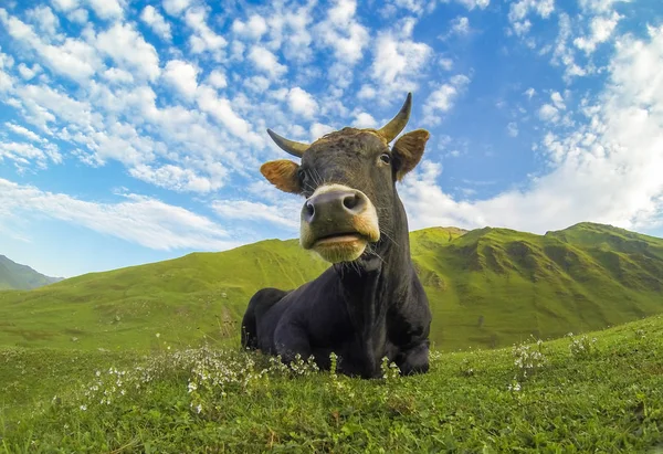 Αγελάδα Που Βρίσκεται Στο Πράσινο Λιβάδι Στο Φόντο Του Μπλε — Φωτογραφία Αρχείου