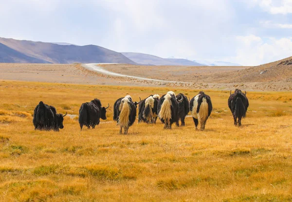 Άγριο γιακ σε βοσκότοπους στα όρη Pamir — Φωτογραφία Αρχείου