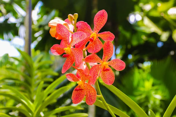 Brillante Orquídea Jardín Asiático —  Fotos de Stock