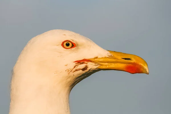 seagull\'s head close-up at sunset on the walls of the medina