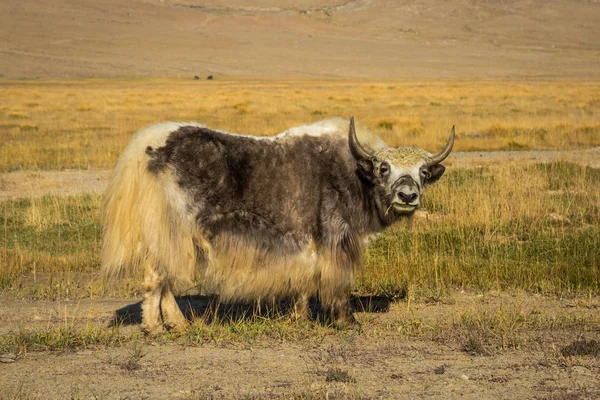 Άγριο γιακ σε βοσκότοπους στα όρη Pamir — Φωτογραφία Αρχείου