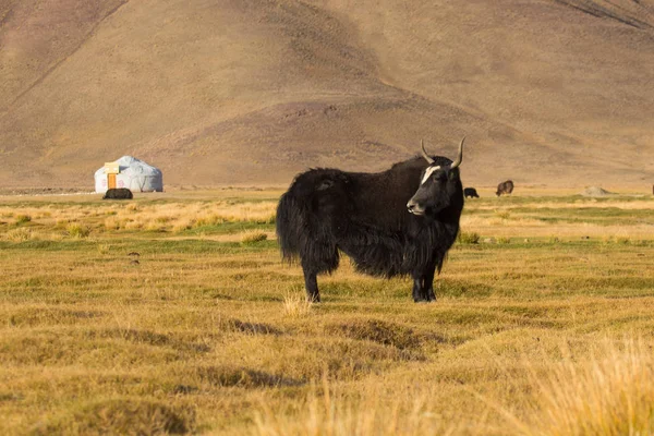 Άγριο γιακ σε βοσκότοπους στα όρη Pamir — Φωτογραφία Αρχείου