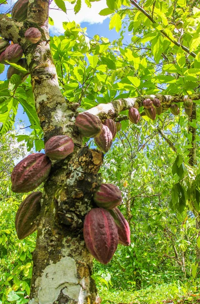 Frutos Maduros Del Árbol Del Cacao Granja Tropical — Foto de Stock