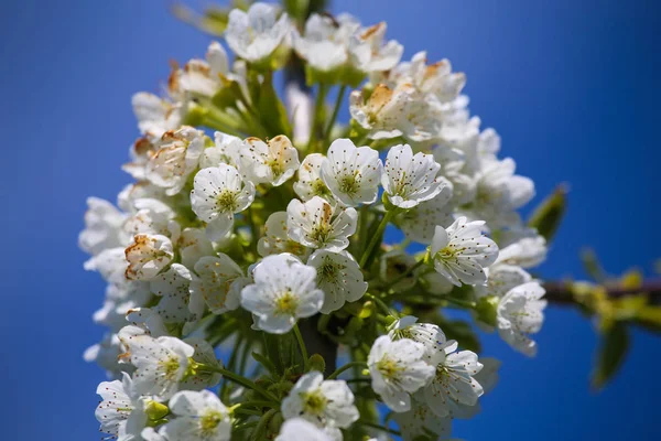 Sprig Körsbär Blommor Bakgrunden Den Blå Himlen — Stockfoto