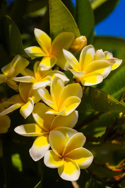 Primer Plano Las Flores Plumeria Vietnam Plantas Tropicales —  Fotos de Stock