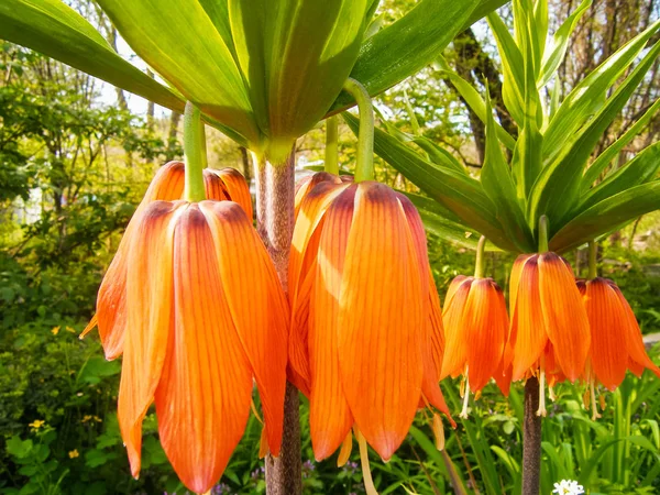 Fritillaria çiçeği çiçek tarlasına yakın.
