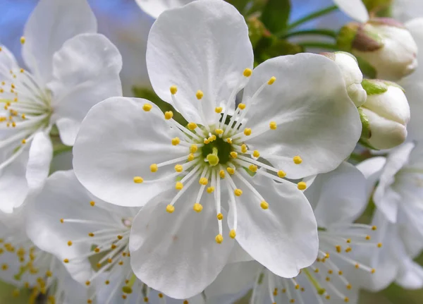 Blommor Körsbär Blommor Ren Trã Dgã Rden — Stockfoto