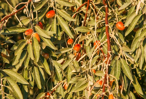 Brown Fruit Olives Olive Tree Garden Turkey — 스톡 사진