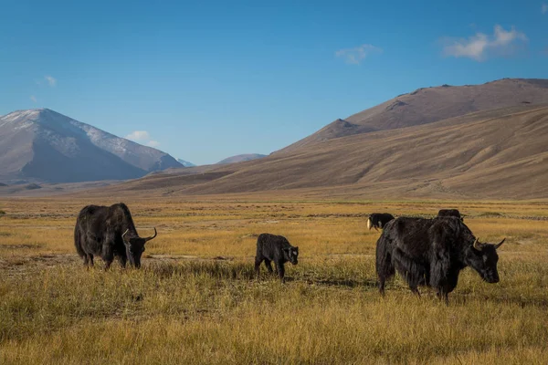 Pamir Dağları 'ndaki çayırlarda vahşi bir öküz.
