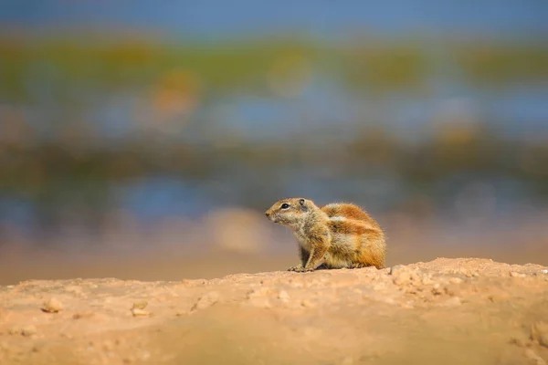 Ground squirrel close up on a rocky shore near the ocean coast of Africa