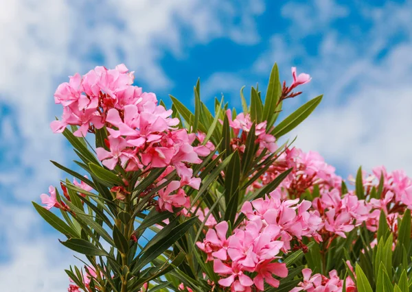 Rosa Blommor Buske Mitt Saharaöknen Oas — Stockfoto