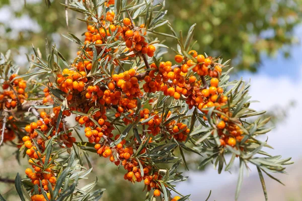 A sprig of sea-buckthorn with ripe orange berries on a backgroun — 스톡 사진