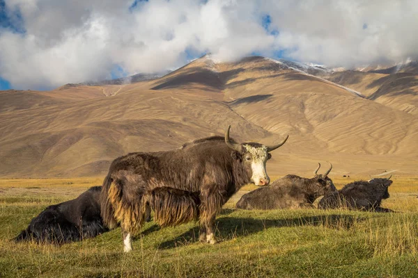 Pamir Dağları 'ndaki çayırlarda vahşi bir öküz.