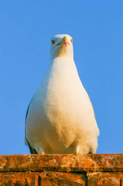 Plan Rapproché Tête Mouette Coucher Soleil Sur Les Murs Médina — Photo