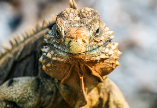 Mira iguanas silvestres — Foto de Stock