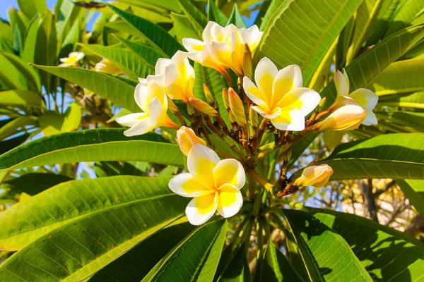 Primer Plano Las Flores Plumeria Vietnam Plantas Tropicales —  Fotos de Stock