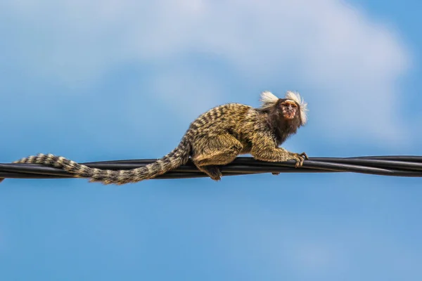 Kleiner Brasilianischer Affe Krabbelt Auf Stromkabel — Stockfoto