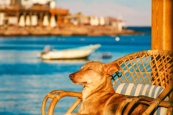 dog enjoing the sun on a deck chair on the shore of the Red Sea
