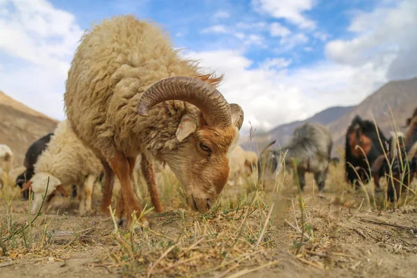 Πορτραίτο ενός τράγου βουνού στα βουνά Pamir — Φωτογραφία Αρχείου