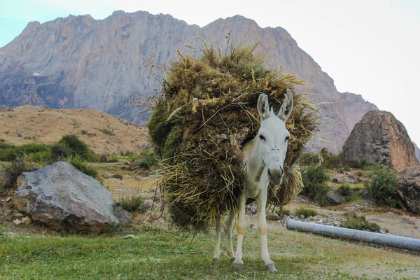 white donkey in the Pamir mountains