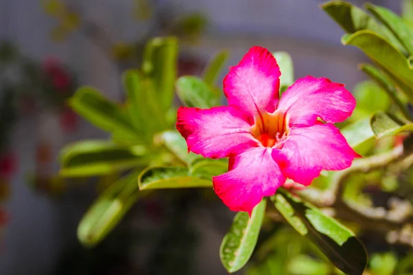 Närbild Plumeria Blomma Vietnam Tropiska Växter — Stockfoto